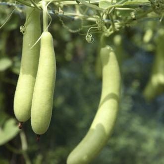 benefits of lauki ka juice