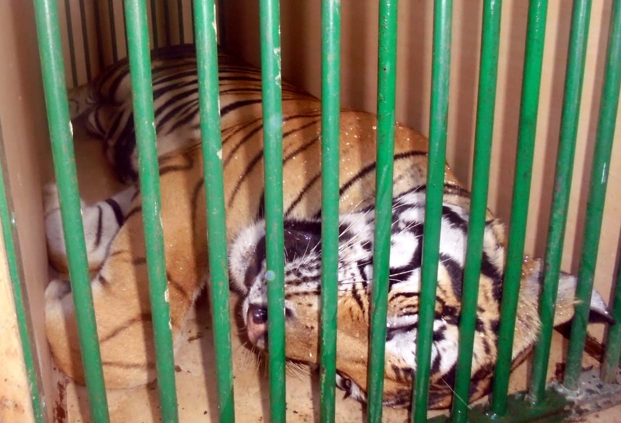 maneater tiger caught in khiri