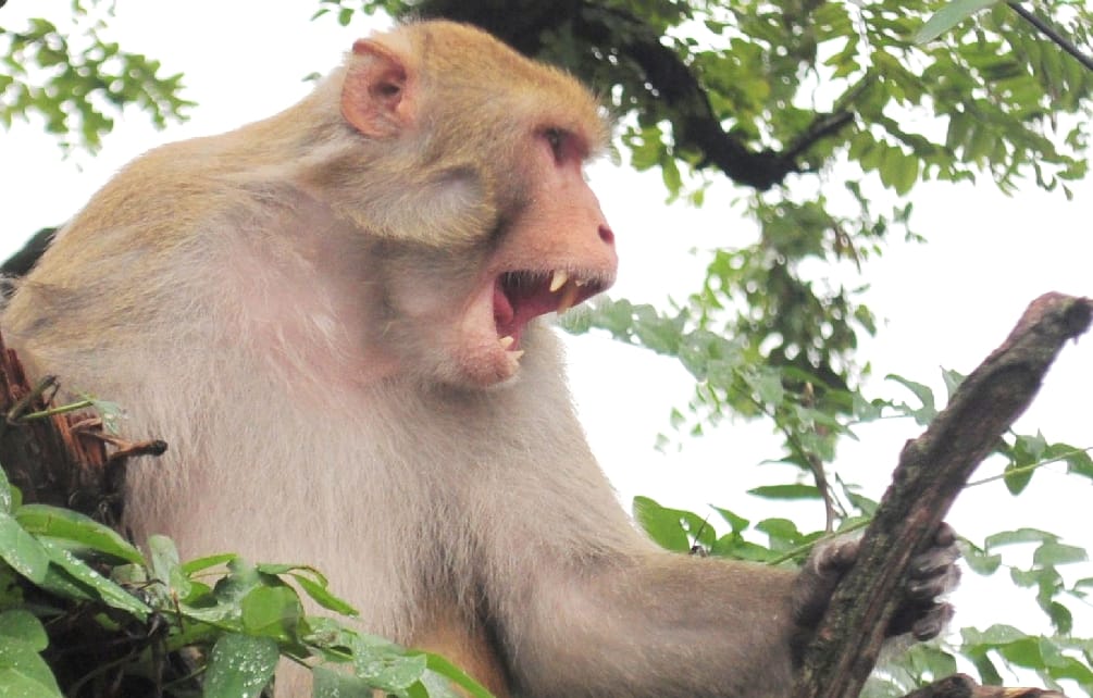 monkey attacked in people uttarakhand hilly area