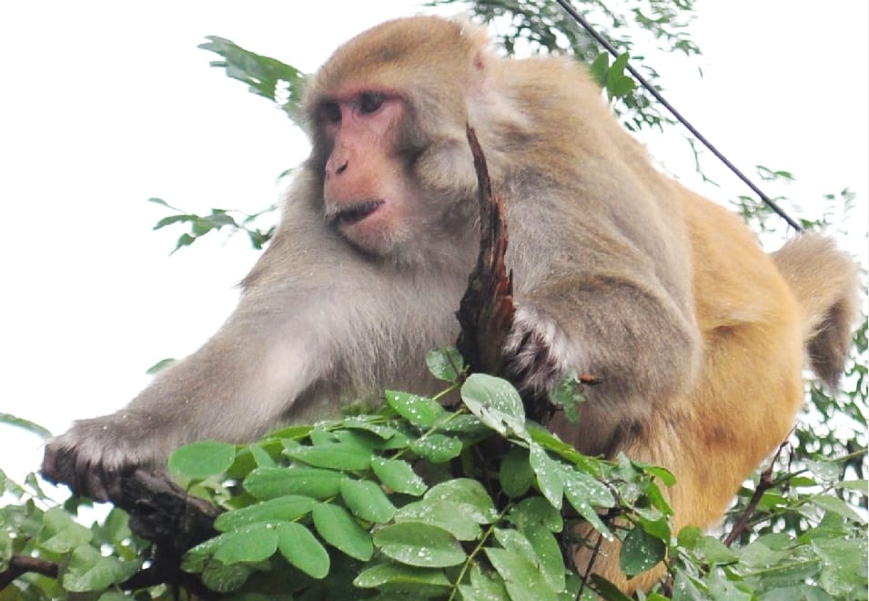 Now get 500 rupees to Kill Monkey in Himachal.