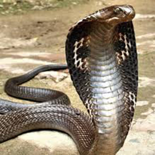  Incredible Indian Snake Girl has Friendship with snakes