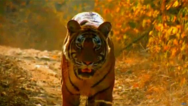 four died in one month due to tigress attack