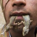 men eats lizard from madhyapradesh
