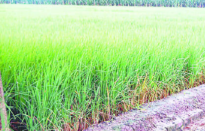 By the grace of the rain gods' son of the soil would be rich
