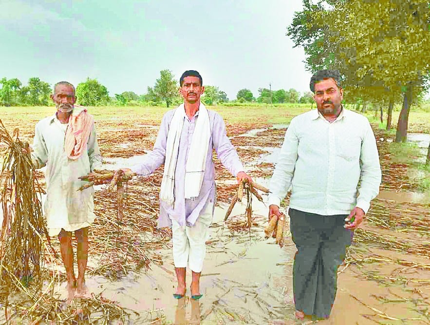 In Narnaul, Narnaul News, Bajare, rain, agricuture
