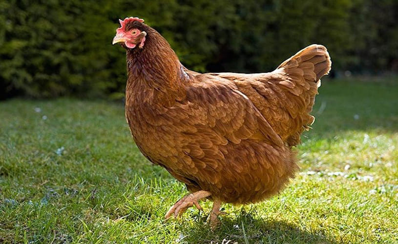 World's Richest Chicken gigoo