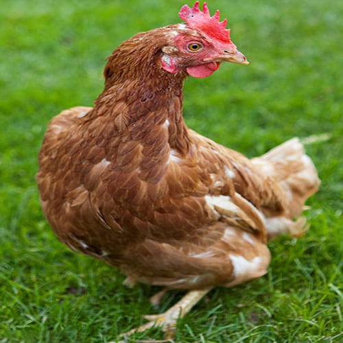 World's Richest Chicken gigoo