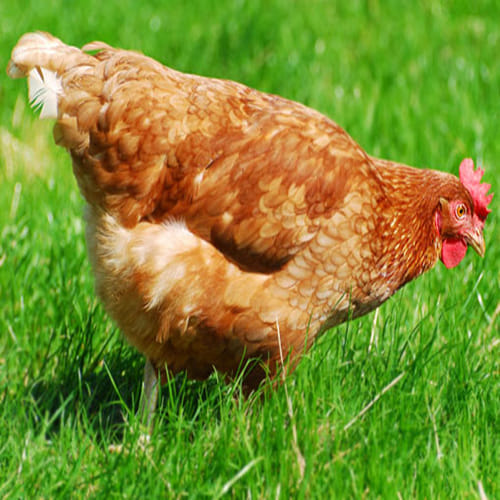 World's Richest Chicken gigoo