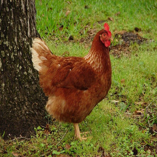World's Richest Chicken gigoo