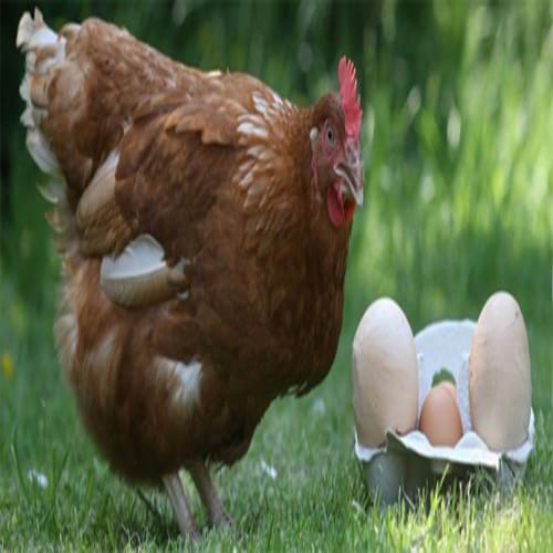 World's Richest Chicken gigoo