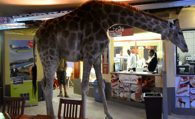 Giraffe walks into a bar
