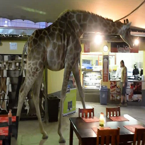 Giraffe walks into a bar