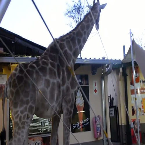 Giraffe walks into a bar