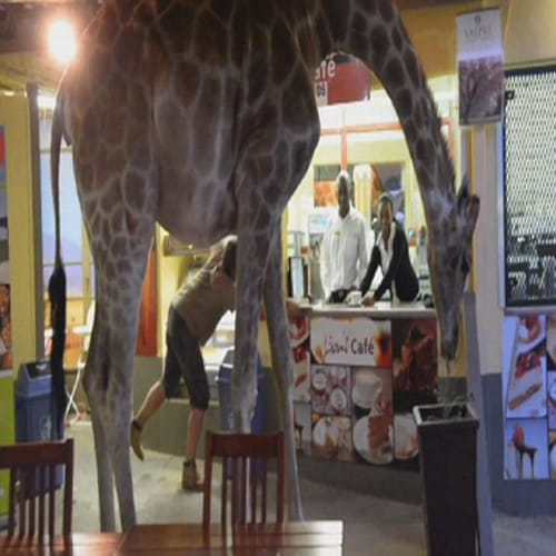 Giraffe walks into a bar