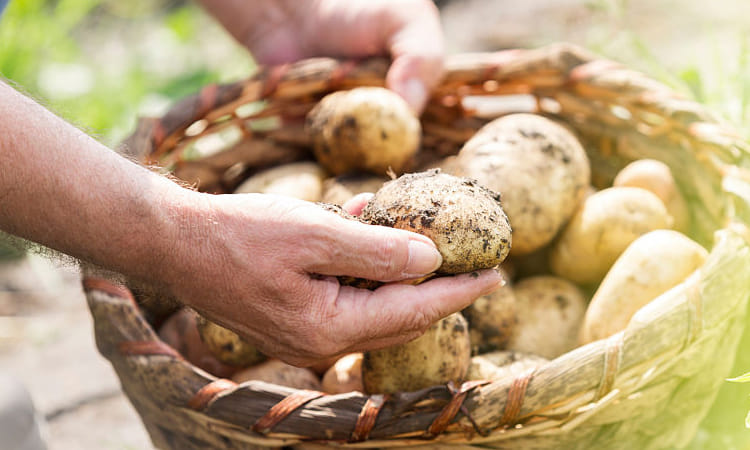 benefits of potato peel