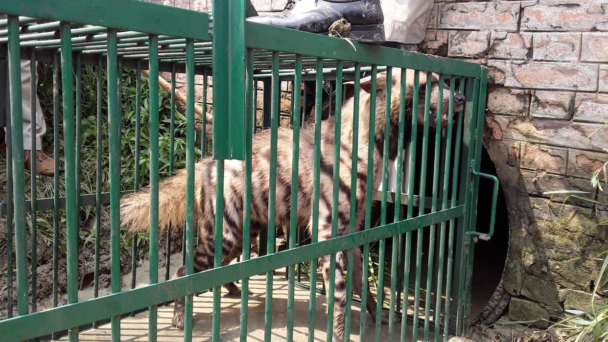 Hyena caught