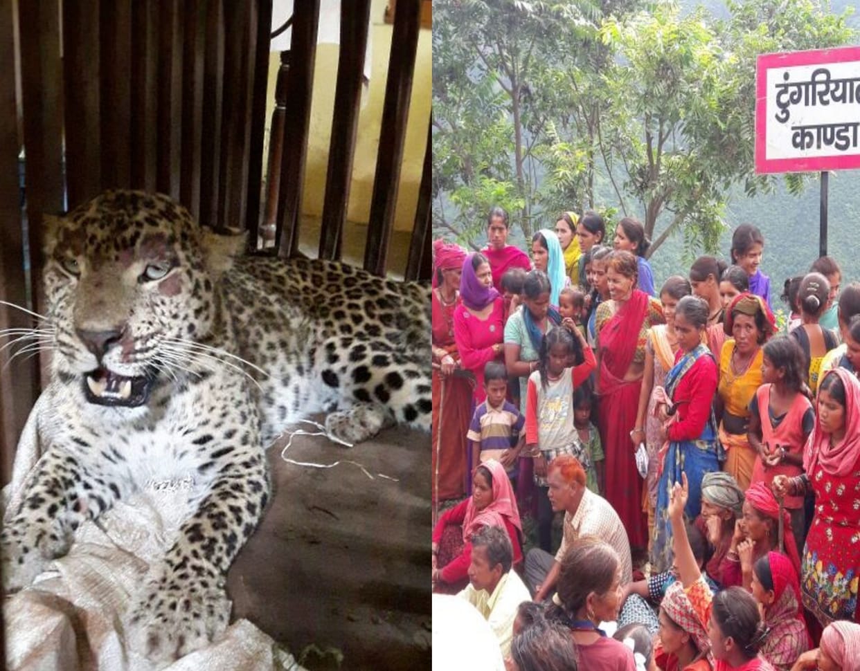 leopard captured in devprayag.