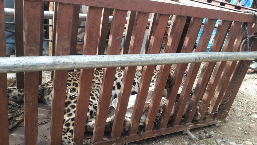 leopard captured in devprayag.