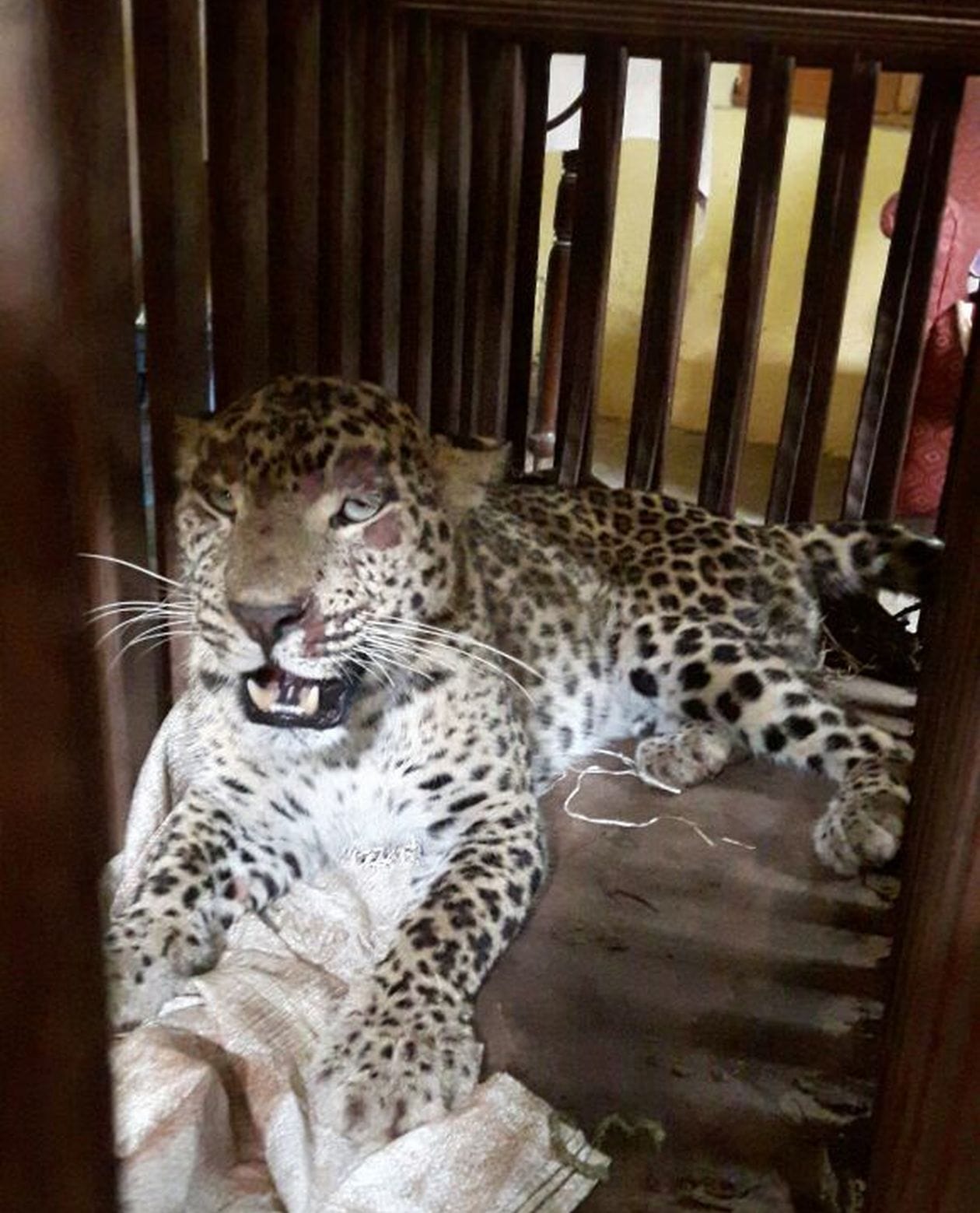 leopard captured in devprayag.