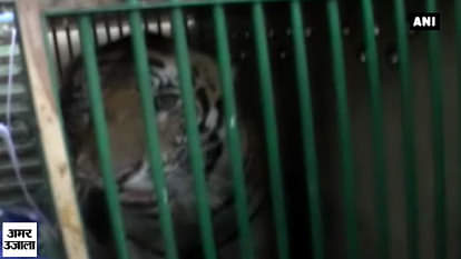 Caught! Leopard captured by forest officials