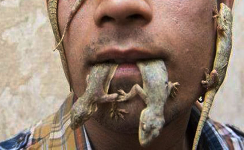 men eats lizard from madhyapradesh