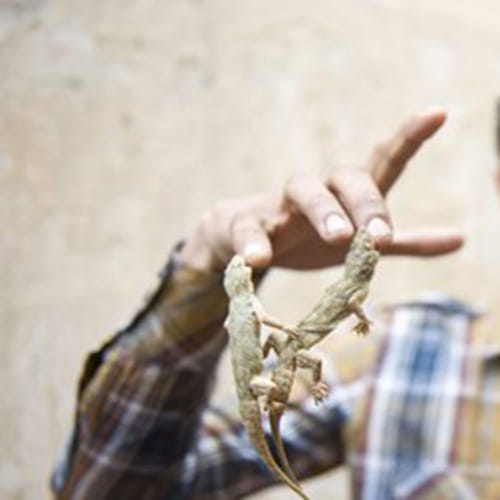 men eats lizard from madhyapradesh
