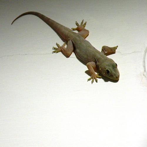 men eats lizard from madhyapradesh