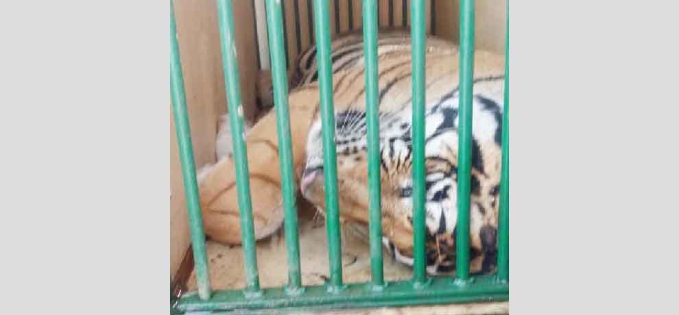 tiger Accused of killing four man, death penalty was replaced by life imprisonment
