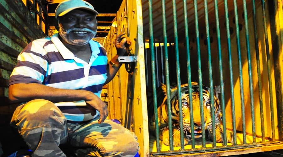  forest officer caught tiger in lakhimpur