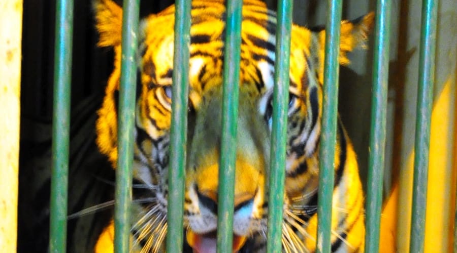  forest officer caught tiger in lakhimpur