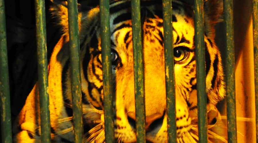  forest officer caught tiger in lakhimpur