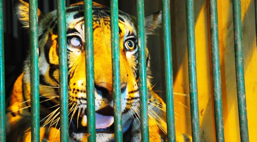  forest officer caught tiger in lakhimpur