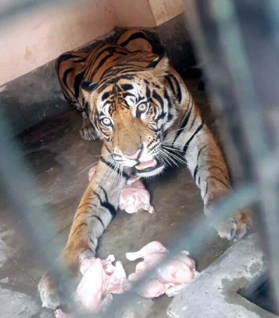 Leopard terror
