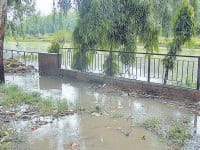 Jmajm rain, rain damage paddy gains, Kurukshetra