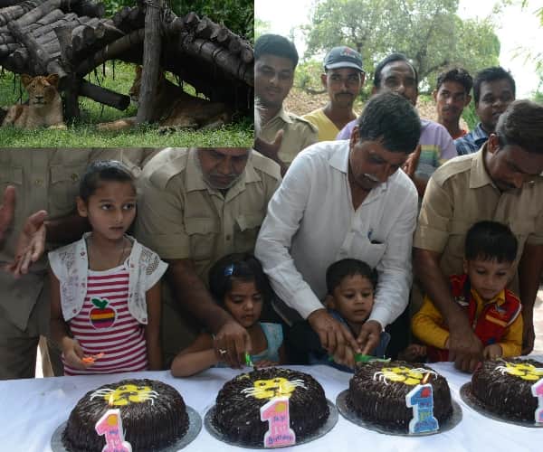  birthday celebration of lion cubs.