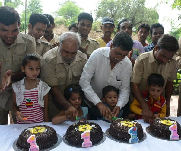  birthday celebration of lion cubs.