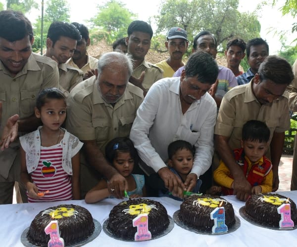  birthday celebration of lion cubs.