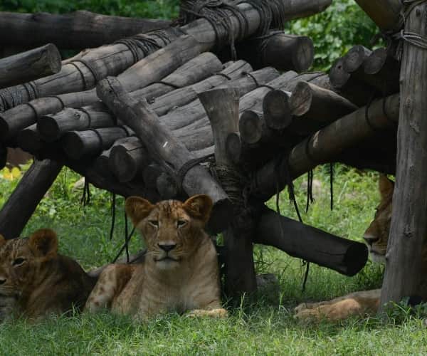  birthday celebration of lion cubs.