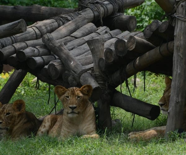  birthday celebration of lion cubs.