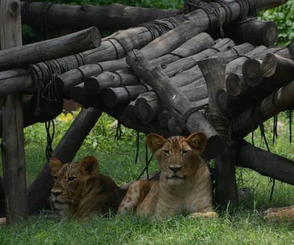  birthday celebration of lion cubs.