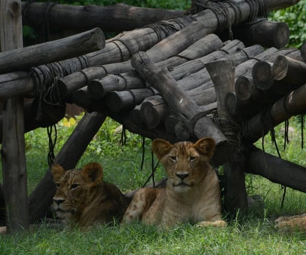  birthday celebration of lion cubs.