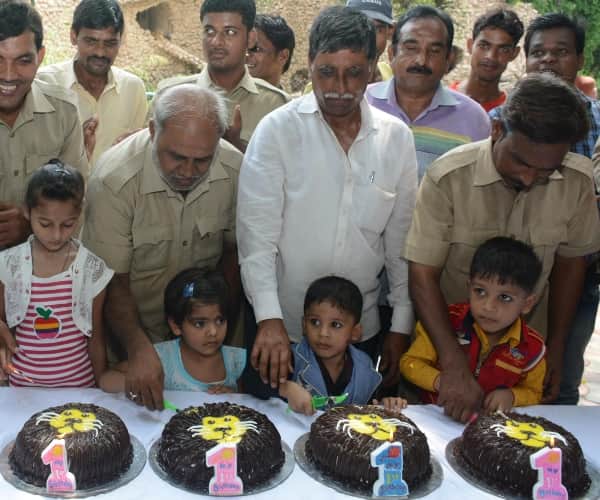  birthday celebration of lion cubs.