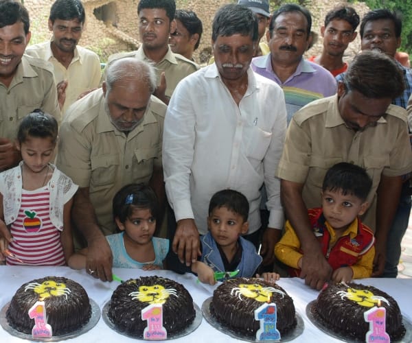  birthday celebration of lion cubs.
