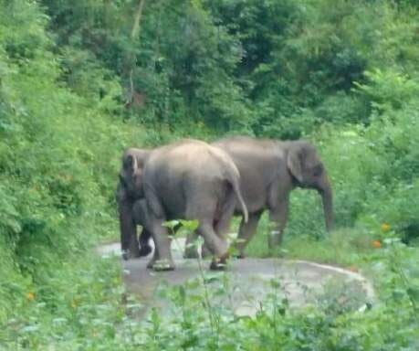 elephant blocked road in kotdwar