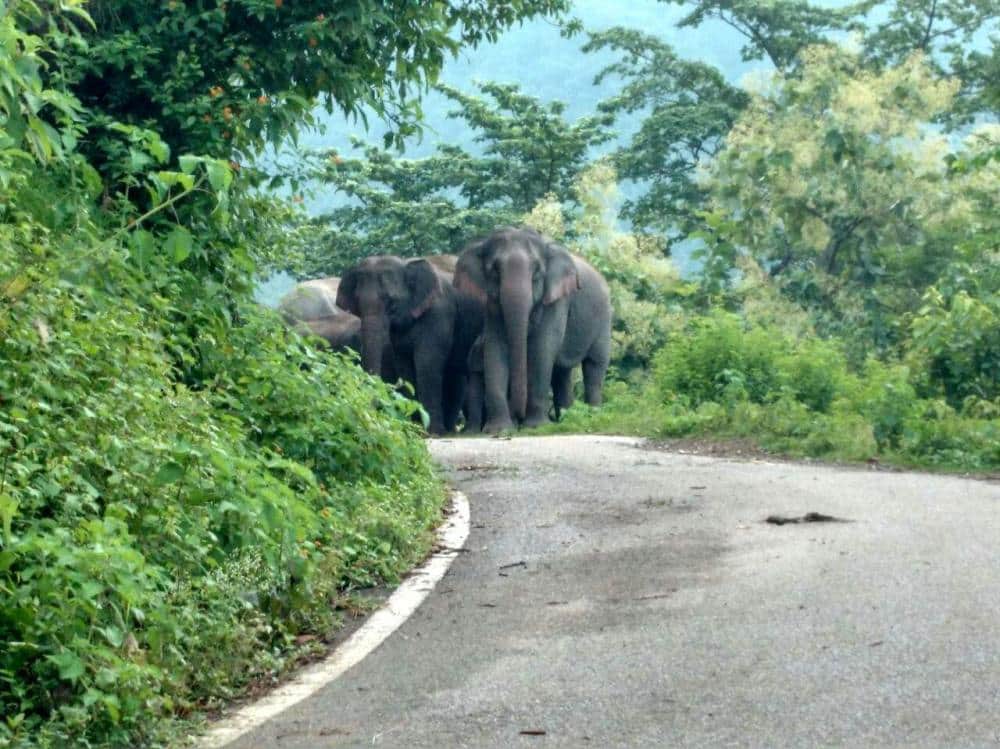 elephant enter in doordarshan relay center.