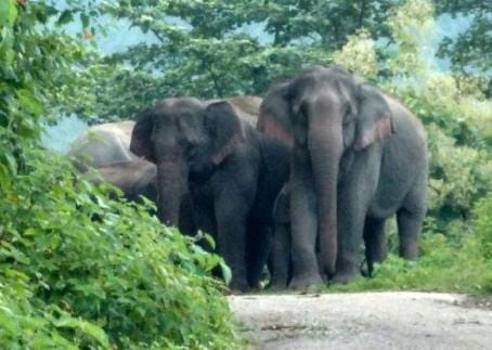 elephant blocked road in kotdwar