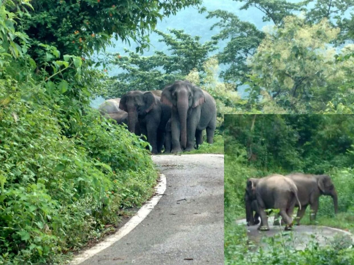 elephant blocked road in kotdwar