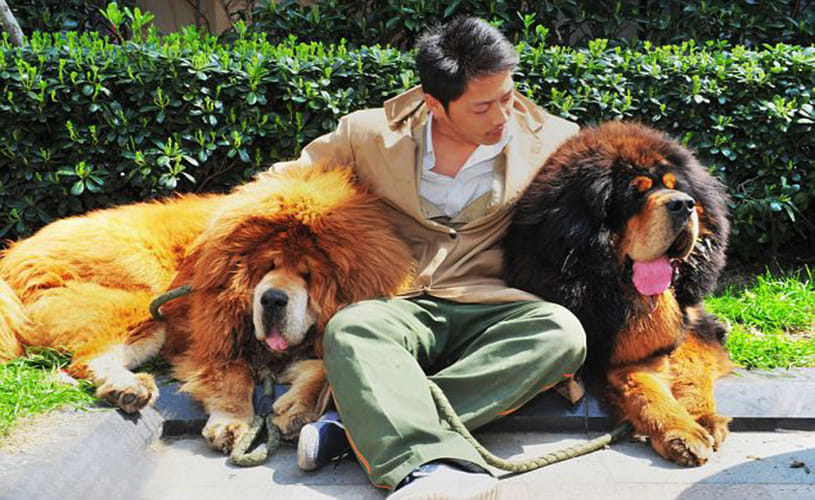 Most Expensive Dog Breed that Will Surprise You