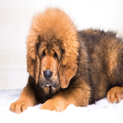 Most Expensive Dog Breed that Will Surprise You
