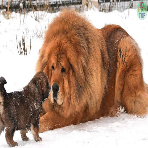 Most Expensive Dog Breed that Will Surprise You